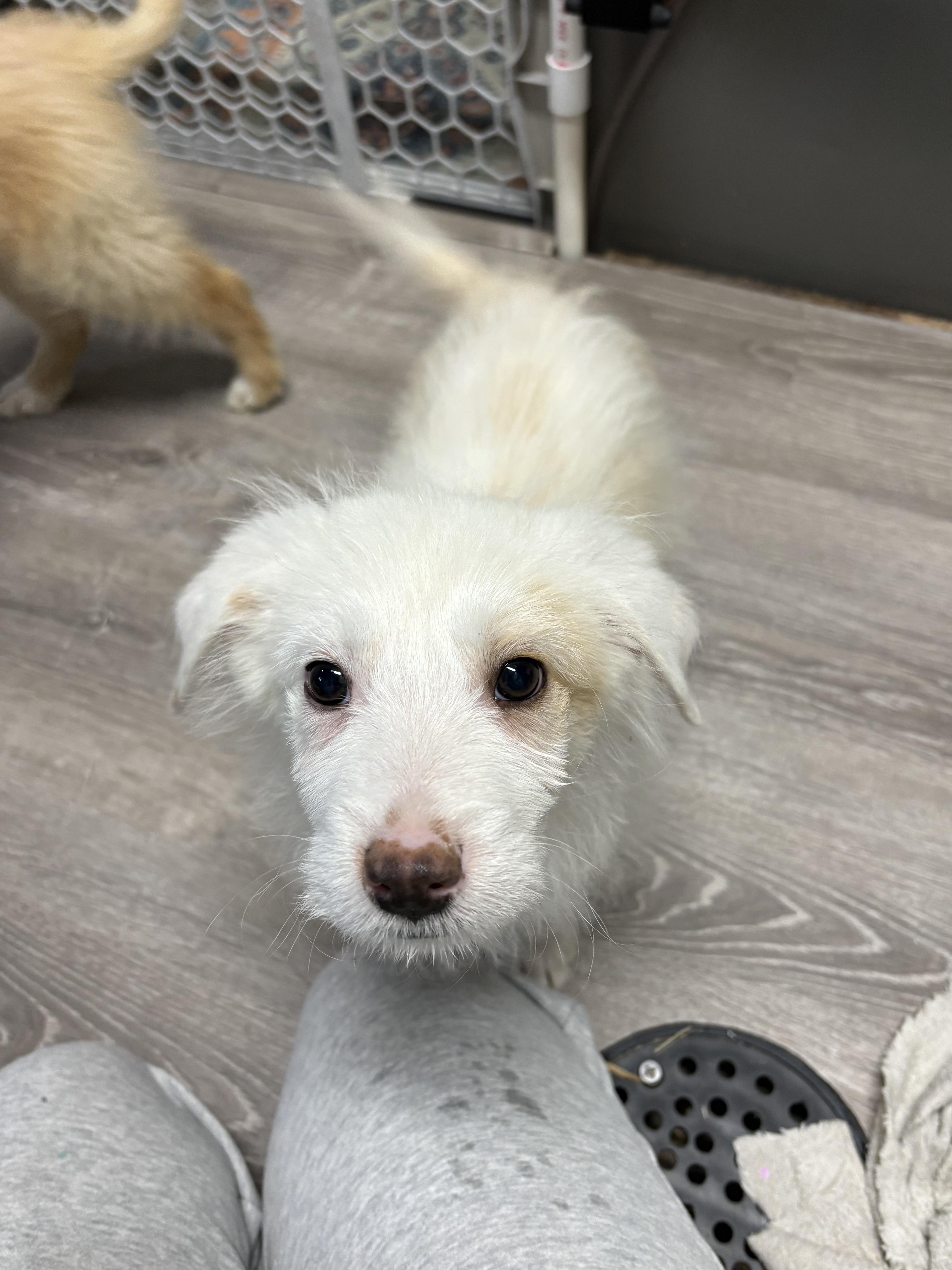 Shane, Adoptable, Puppy Male Australian Shepherd.
