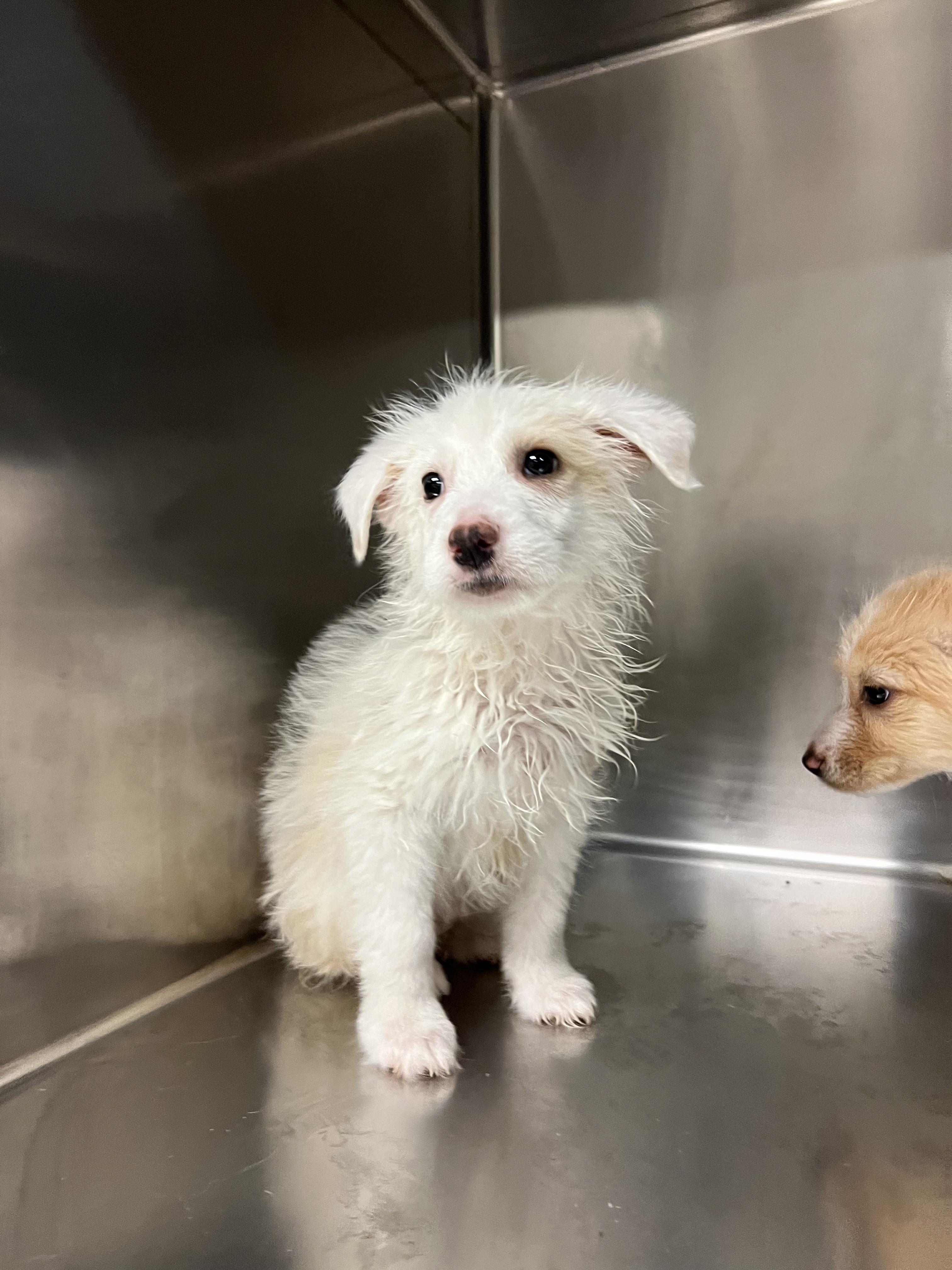 Enlarge Shane, a Adoptable mixed breed in Fort Collins, CO image 2/4