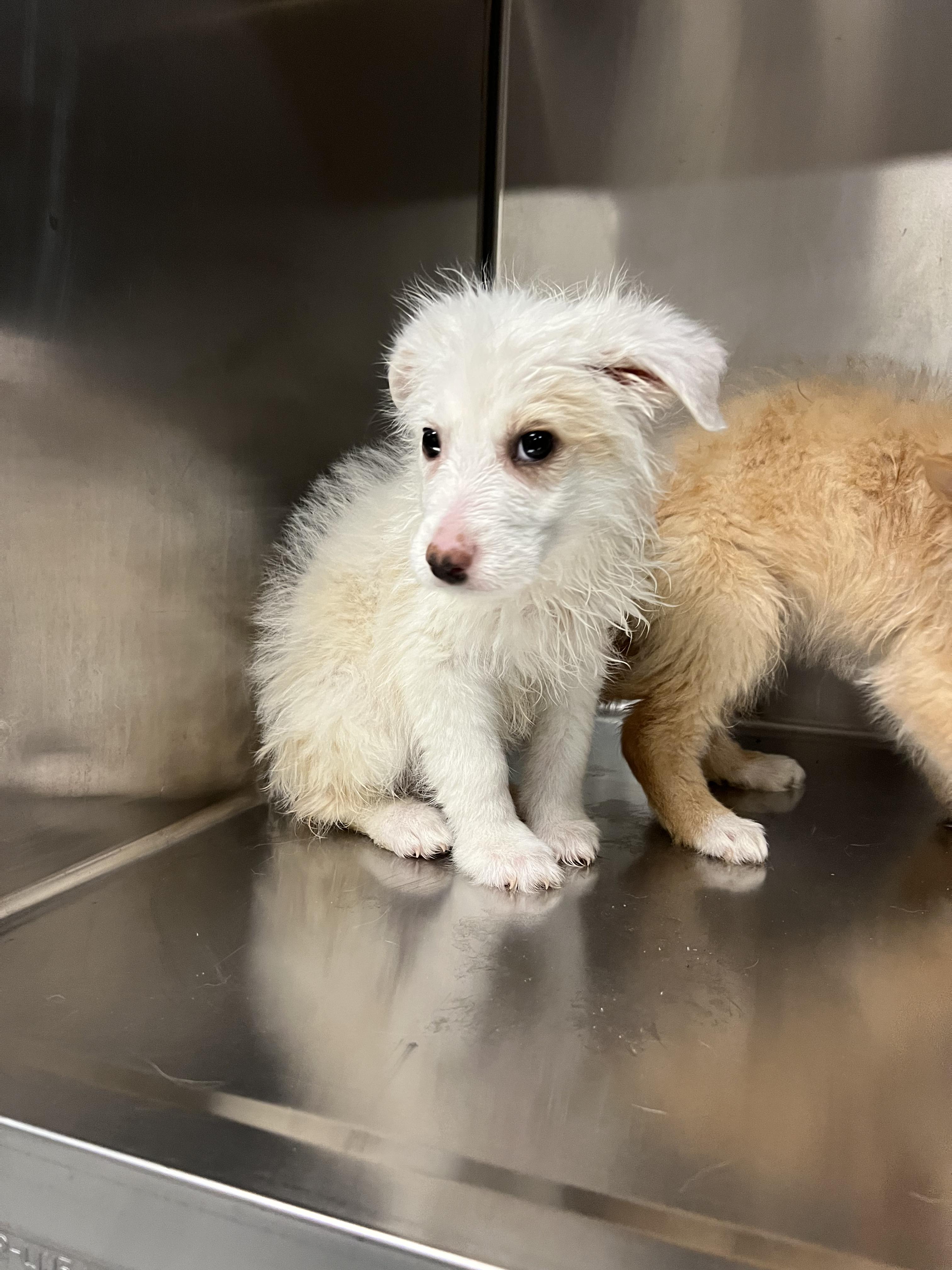 Enlarge Shane, a Adoptable mixed breed in Fort Collins, CO image 3/4