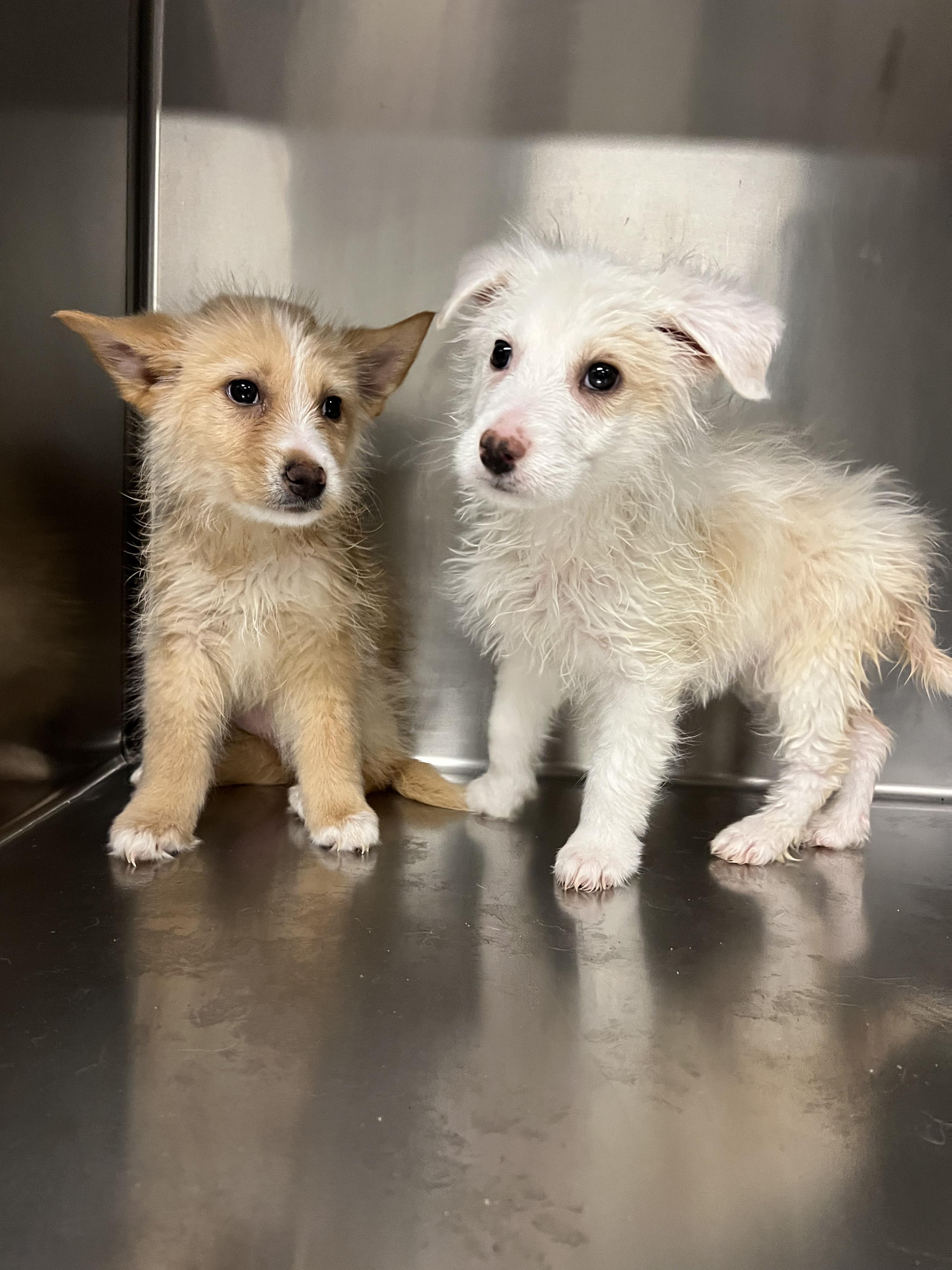 Enlarge Shane, a Adoptable mixed breed in Fort Collins, CO image 4/4