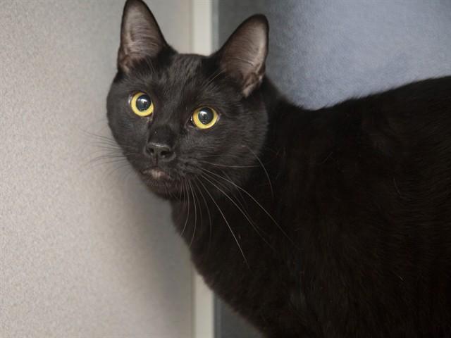 Enlarge DAYDAY, a Adoptable Domestic Short Hair in Phoenix, AZ image 1/1