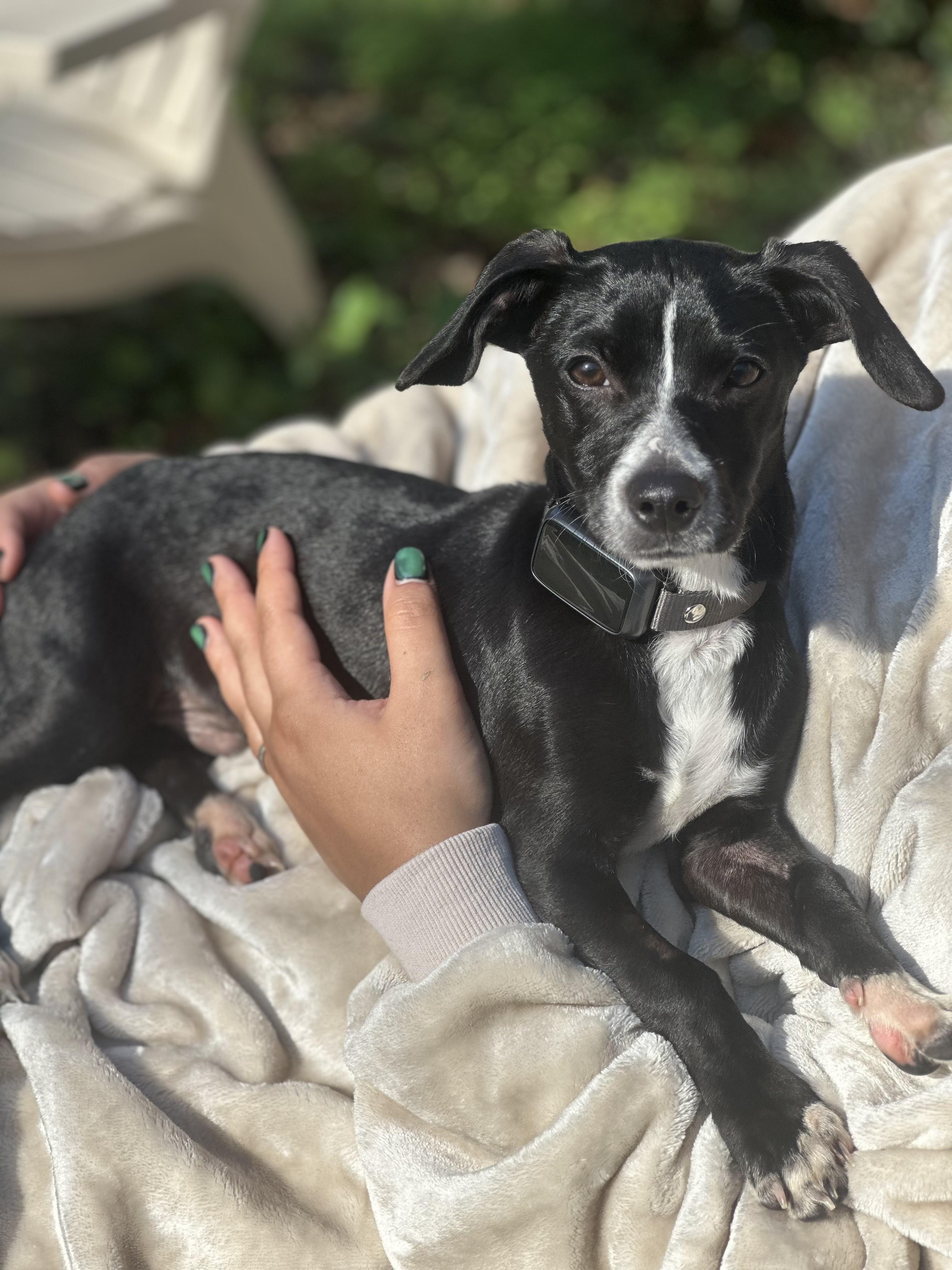 Gumball, ADOPTABLE, Young Male Rat Terrier.