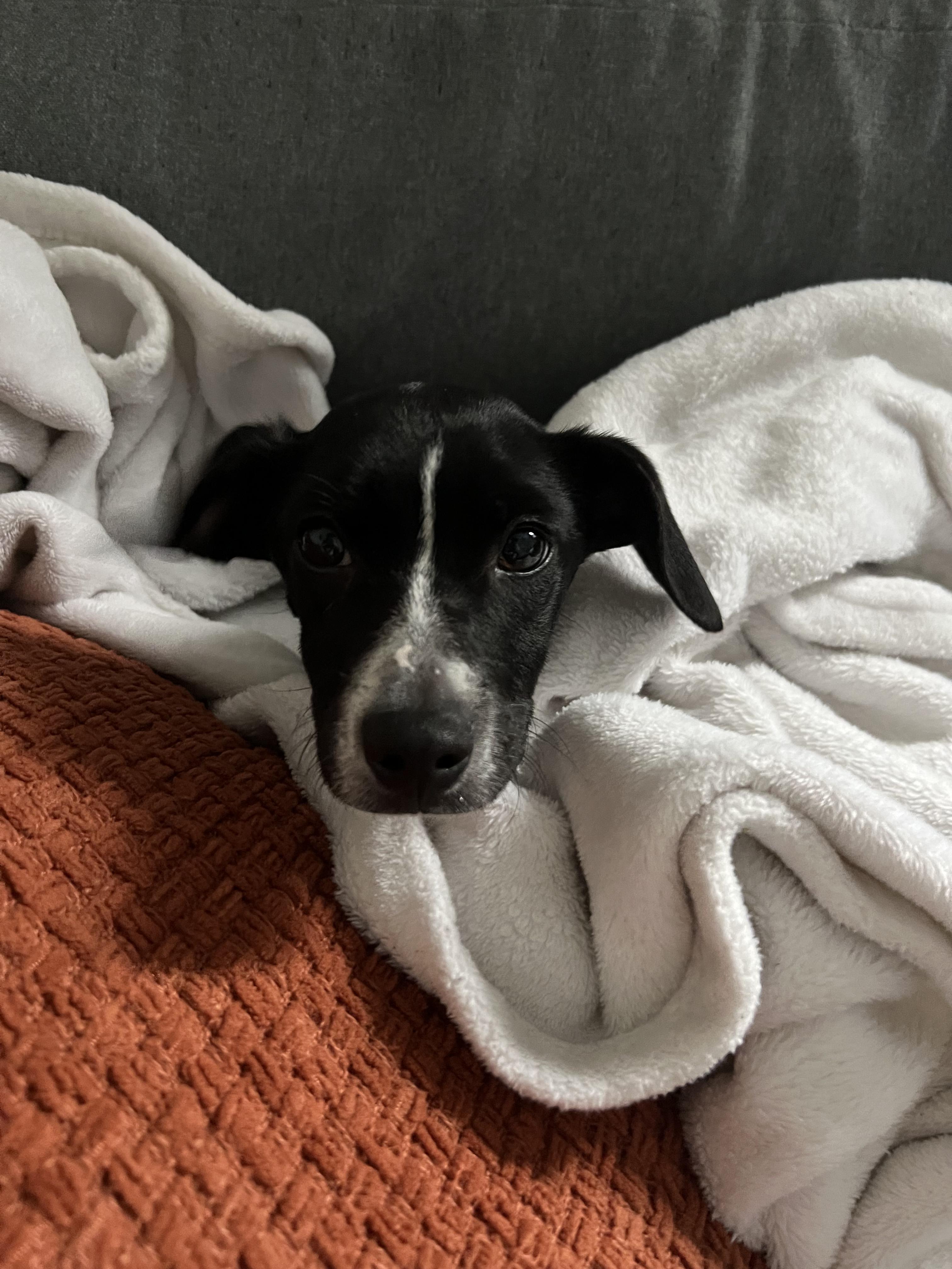 Enlarge Gumball, a ADOPTABLE mixed breed in New Orleans, LA image 4/5