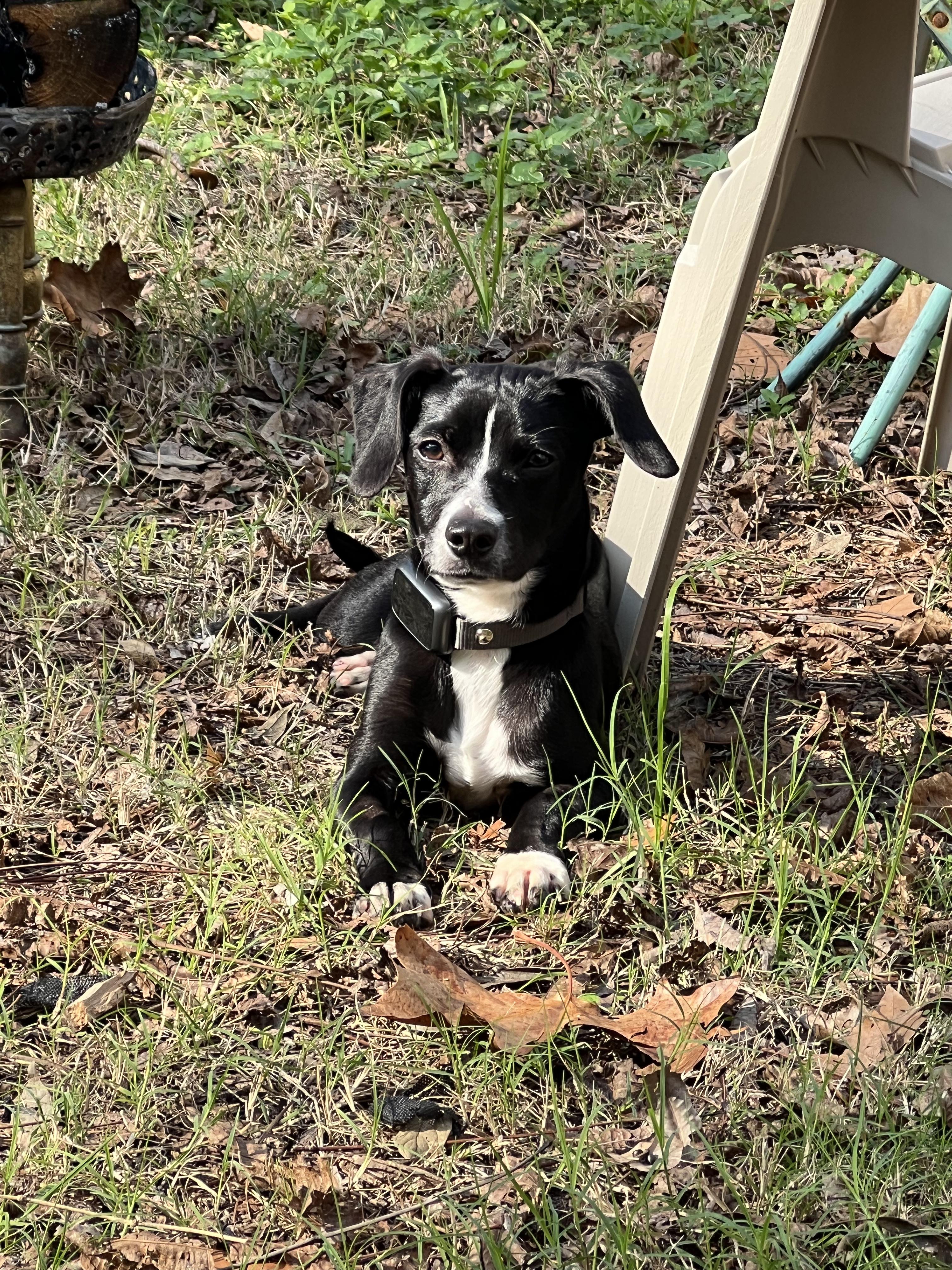Enlarge Gumball, a ADOPTABLE mixed breed in New Orleans, LA image 3/5