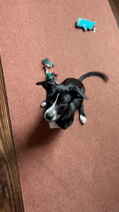 Enlarge Gumball, a ADOPTABLE mixed breed in New Orleans, LA video 5/5