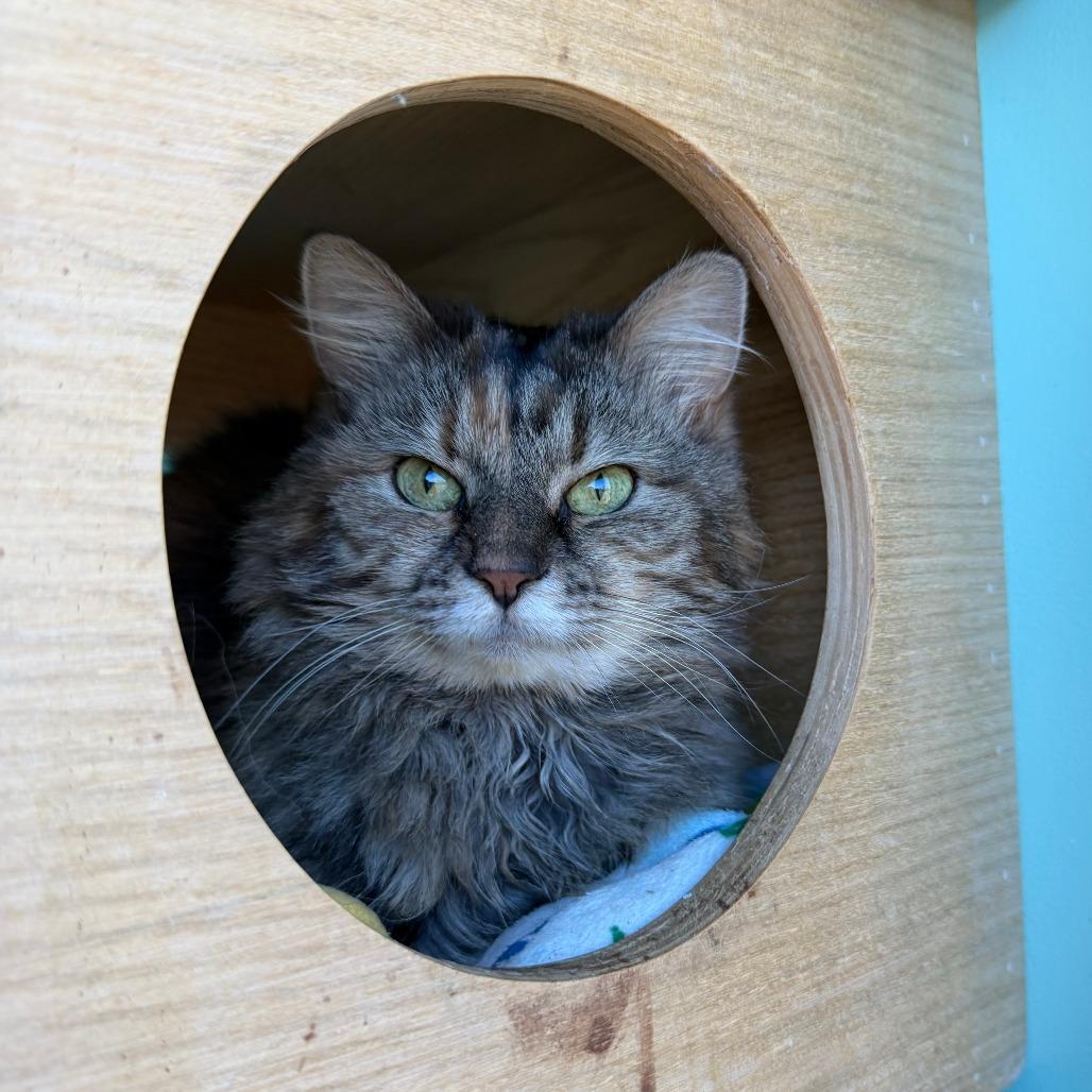 Gypsy, Adoptable, Senior Female Domestic Medium Hair.