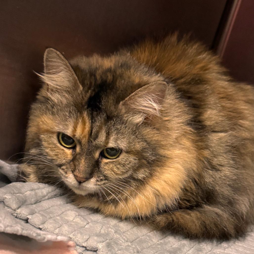Enlarge Gypsy, a Adoptable Domestic Medium Hair in Marion, VA image 1/1