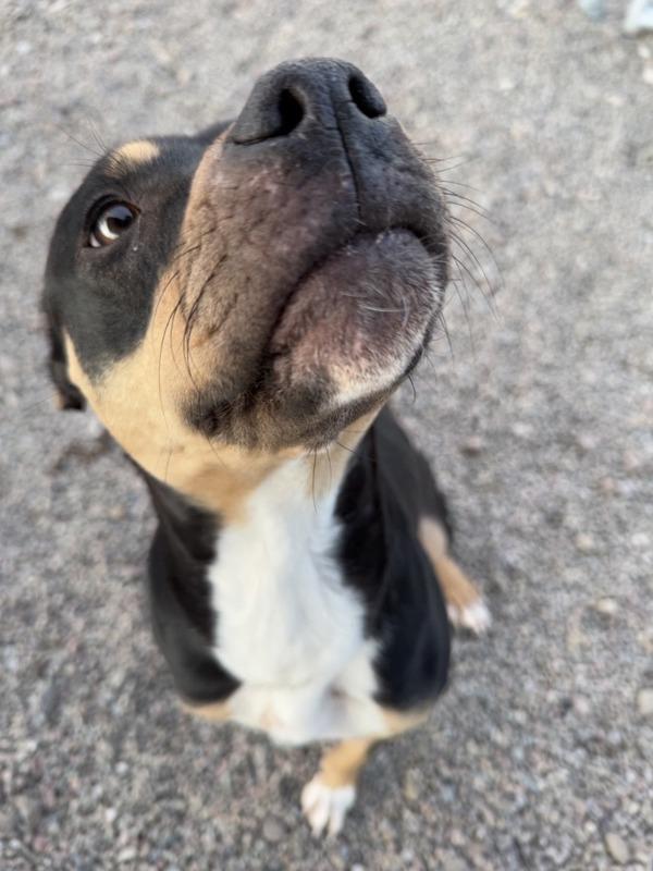 Marcel, Adoptable, Adult Male Mixed Breed.