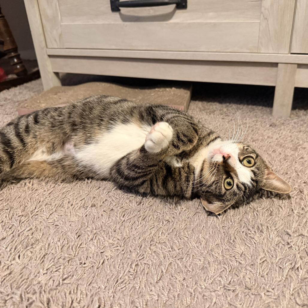 Mike, Adoptable, Young Male Domestic Short Hair.