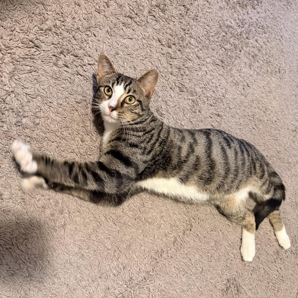 Enlarge Mike, a Adoptable Domestic Short Hair in Houston, TX image 2/3