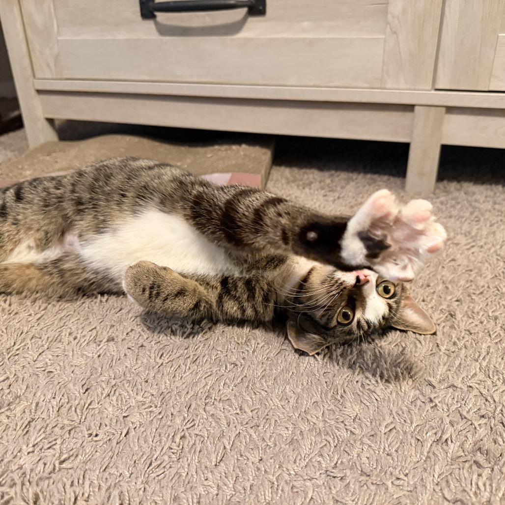 Enlarge Mike, a Adoptable Domestic Short Hair in Houston, TX image 3/3