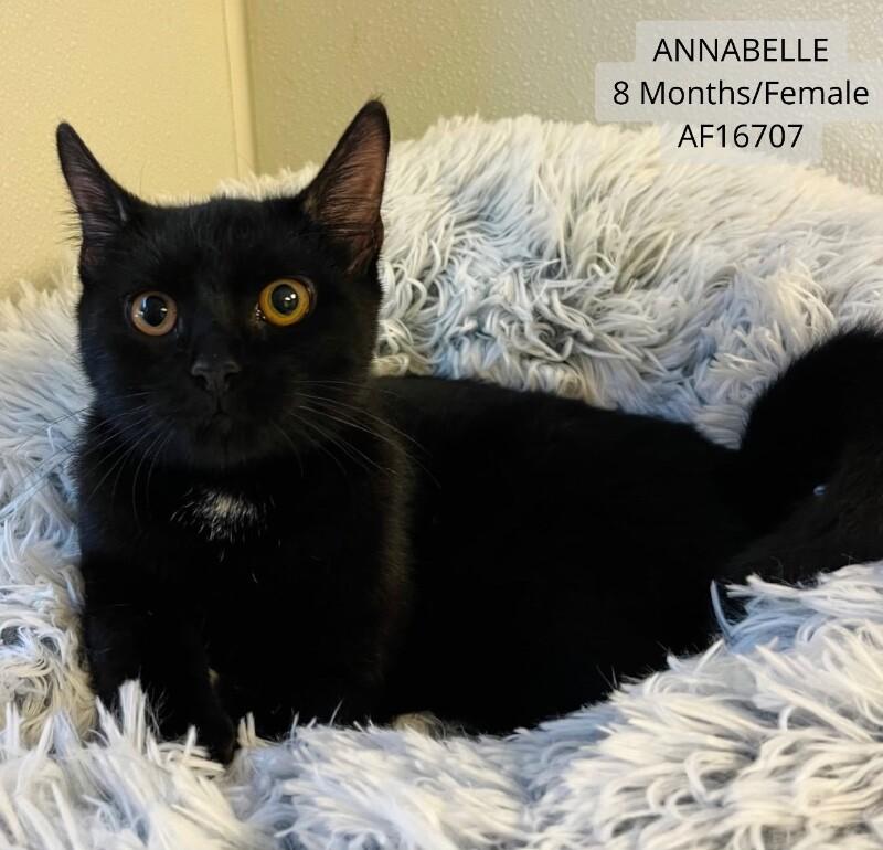 Annabella, Adoptable, Adult Female Domestic Short Hair.