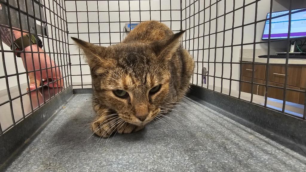 Sassy, a Adoptable mixed breed in Clarksville, TN image 1/3