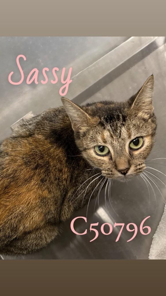 Sassy, a Adoptable mixed breed in Clarksville, TN image 2/3