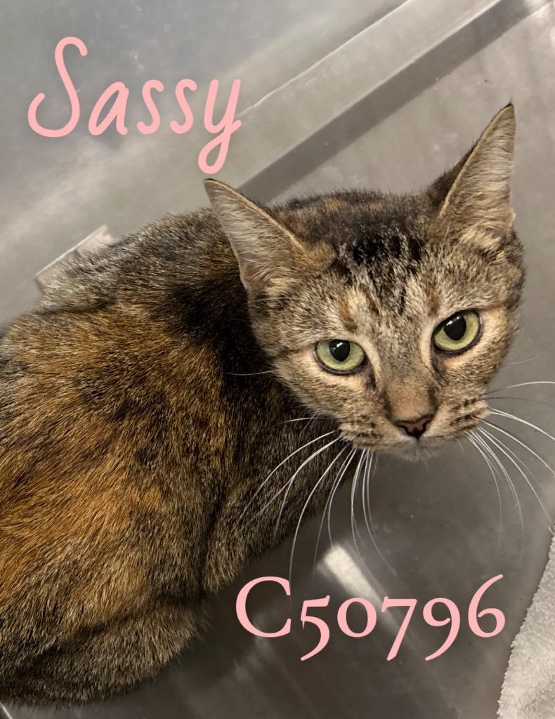 Sassy, a Adoptable mixed breed in Clarksville, TN image 3/3