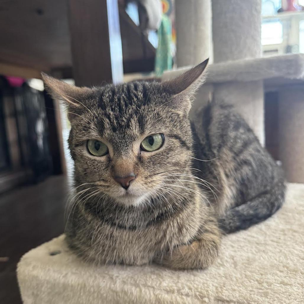 Enlarge Piccolo C68887, a Adoptable Domestic Short Hair in Minnetonka, MN image 1/6