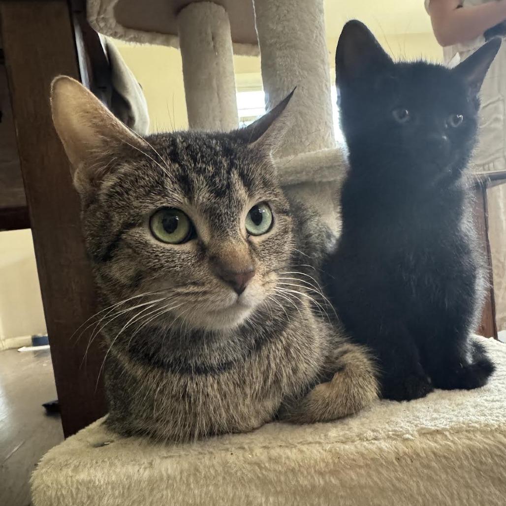 Enlarge Piccolo C68887, a Adoptable Domestic Short Hair in Minnetonka, MN image 2/6