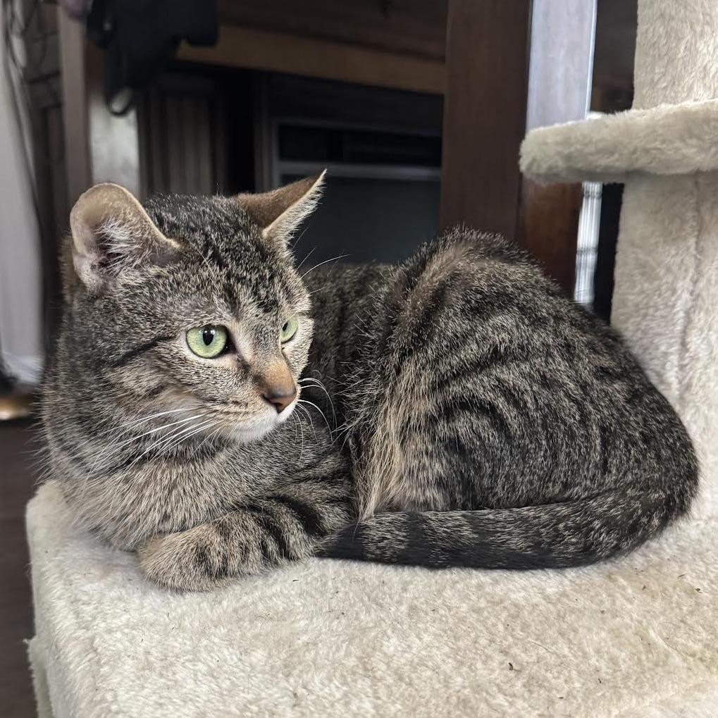 Enlarge Piccolo C68887, a Adoptable Domestic Short Hair in Minnetonka, MN image 4/6