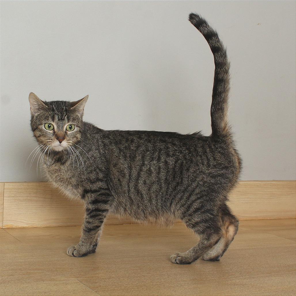 Enlarge Piccolo C68887, a Adoptable Domestic Short Hair in Minnetonka, MN image 5/6