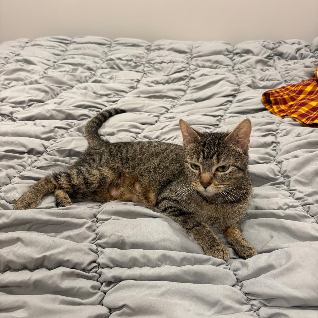 Enlarge Piccolo C68887, a Adoptable Domestic Short Hair in Minnetonka, MN image 6/6