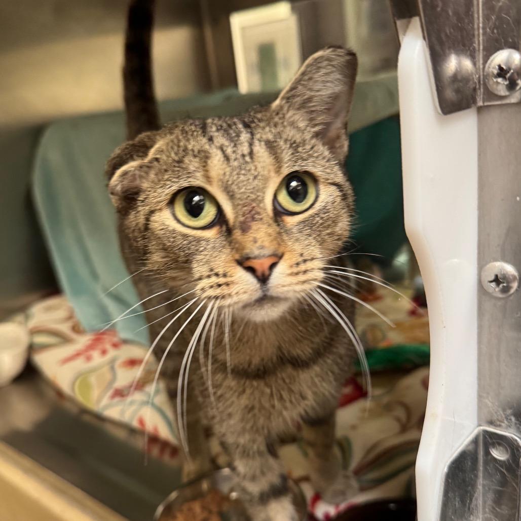 Crinkles, Adoptable, Adult Female Domestic Short Hair.