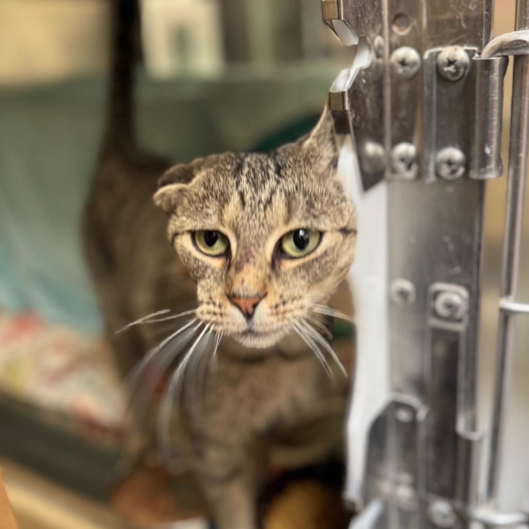 Enlarge Crinkles, a Adoptable Domestic Short Hair in York, PA image 2/4