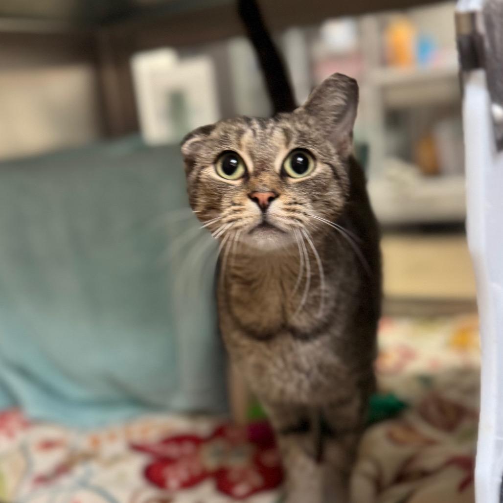 Enlarge Crinkles, a Adoptable Domestic Short Hair in York, PA image 3/4