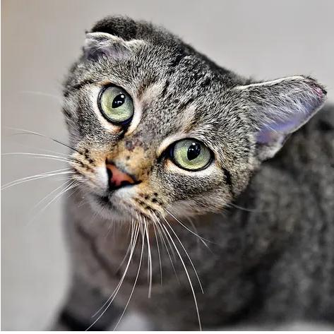 Enlarge Crinkles, a Adoptable Domestic Short Hair in York, PA image 4/4