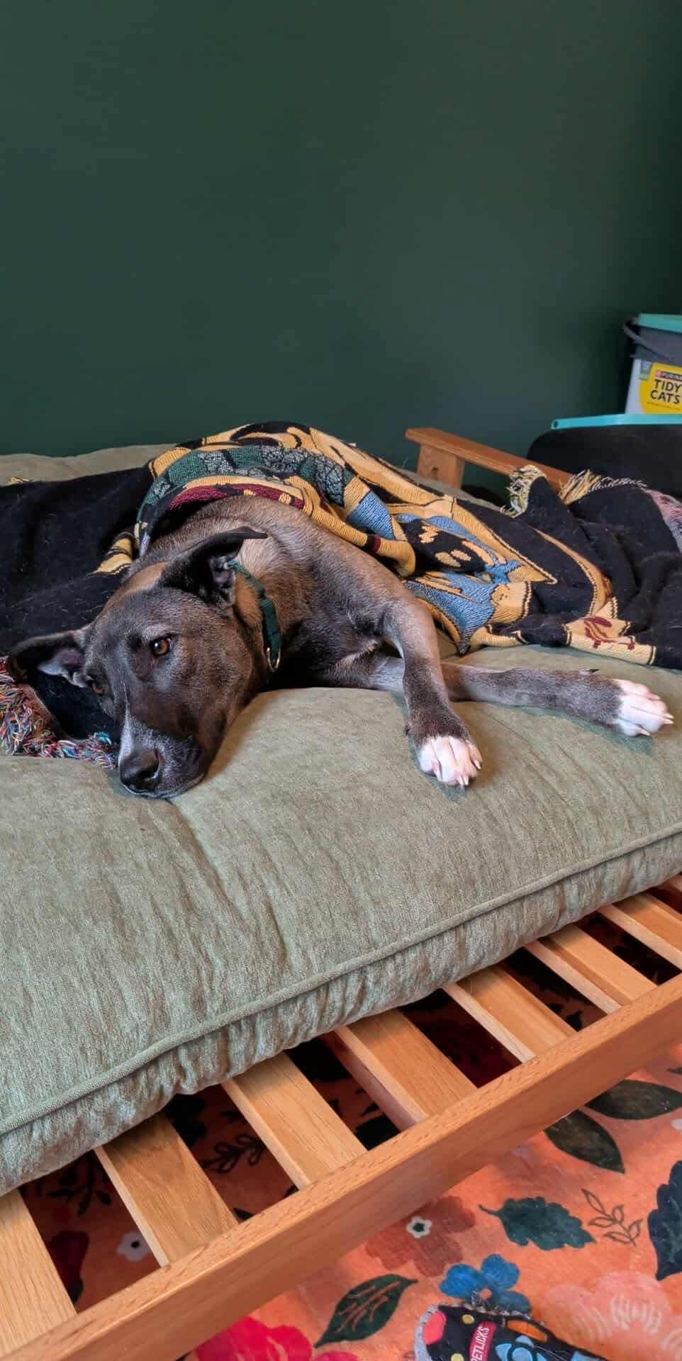 Enlarge Sissy, a Adoptable mixed breed in Kansas City, MO image 2/3