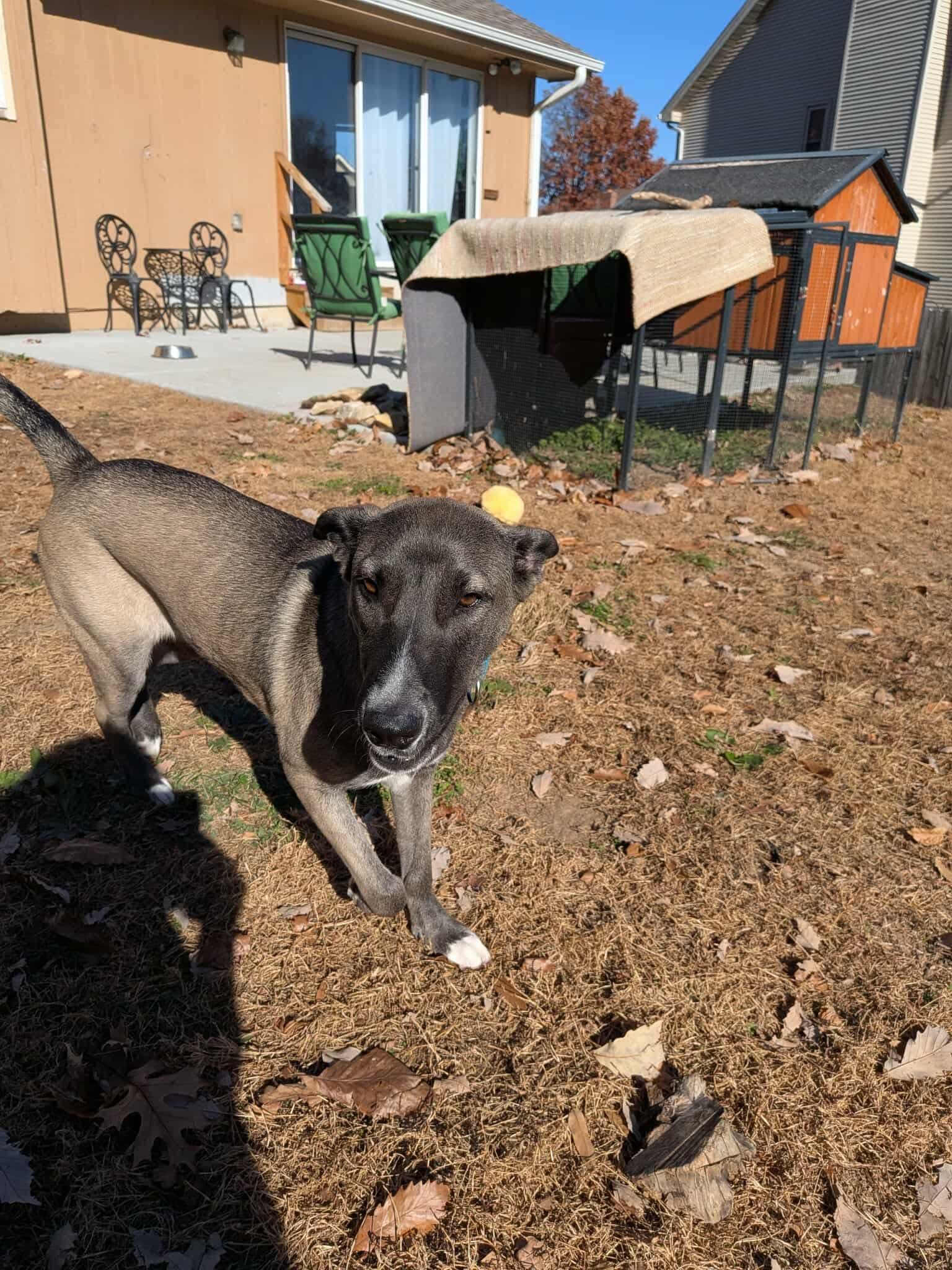 Enlarge Sissy, a Adoptable mixed breed in Kansas City, MO image 3/3