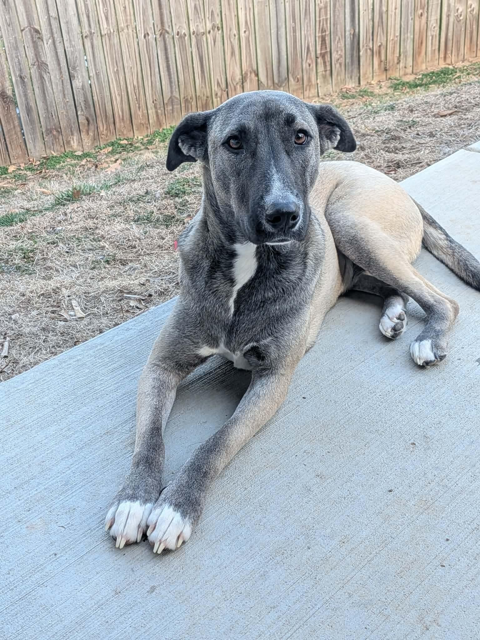 Sissy, Adoptable, Adult Female Pit Bull Terrier & Husky.