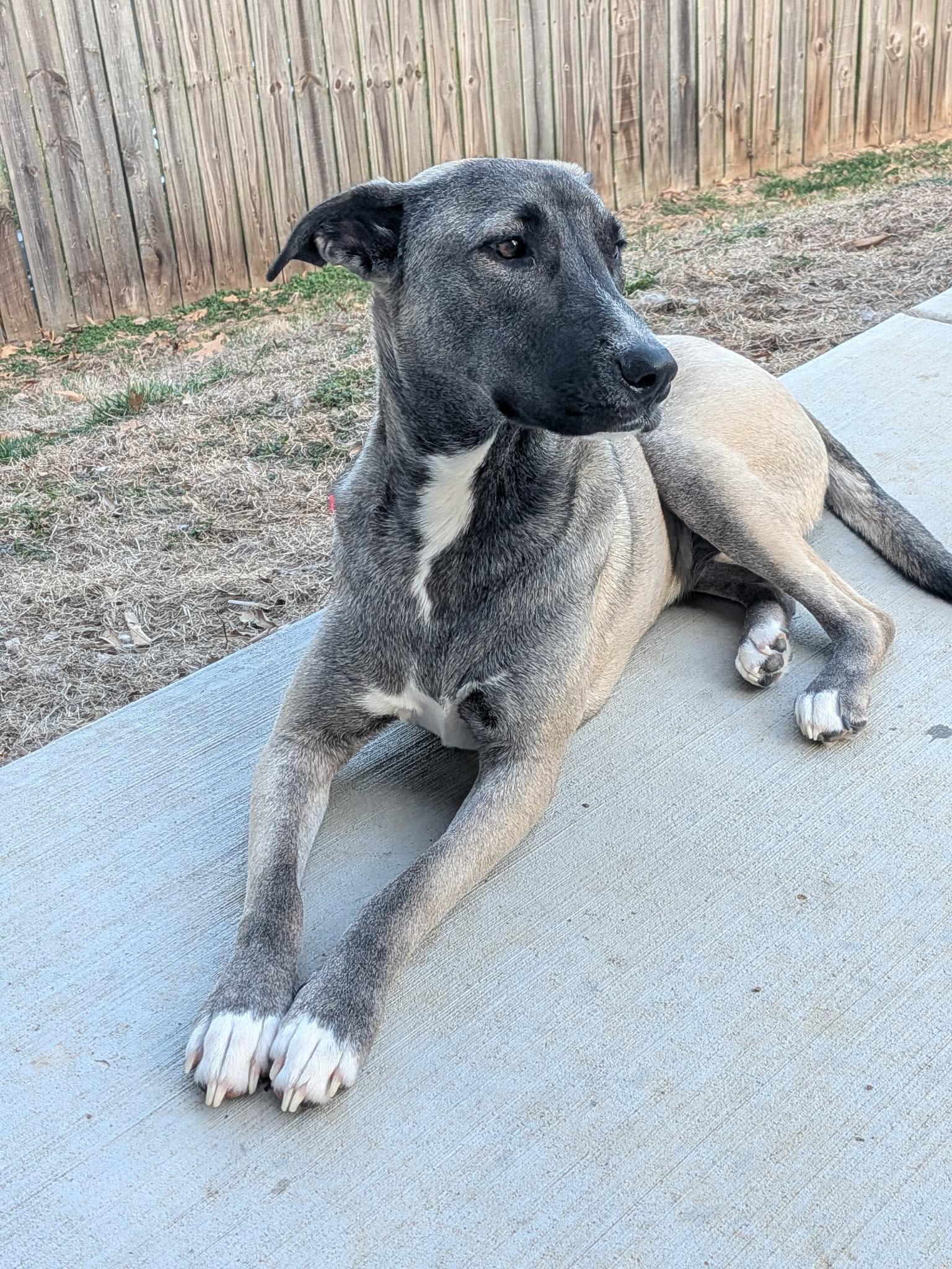 Enlarge Sissy, an adoptable mixed breed in Kansas City, MO image 5/6