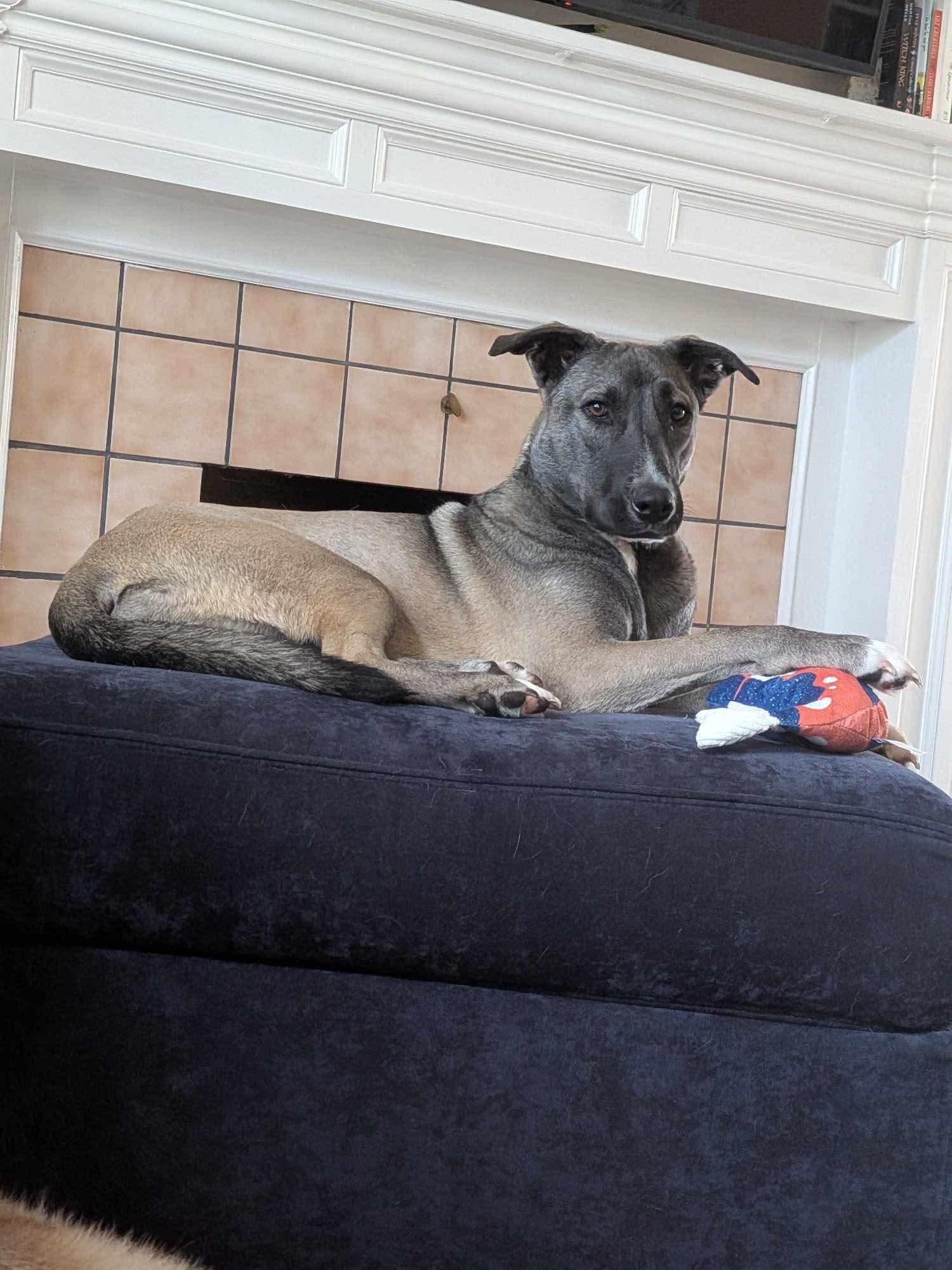 Enlarge Sissy, a Adoptable mixed breed in Kansas City, MO image 4/6