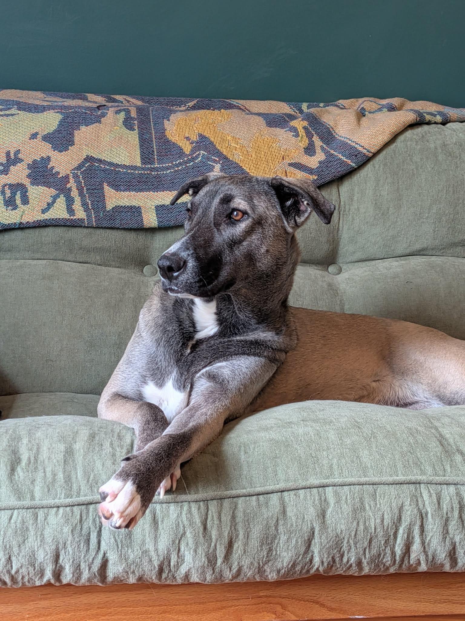 Enlarge Sissy, an adoptable mixed breed in Kansas City, MO image 6/6