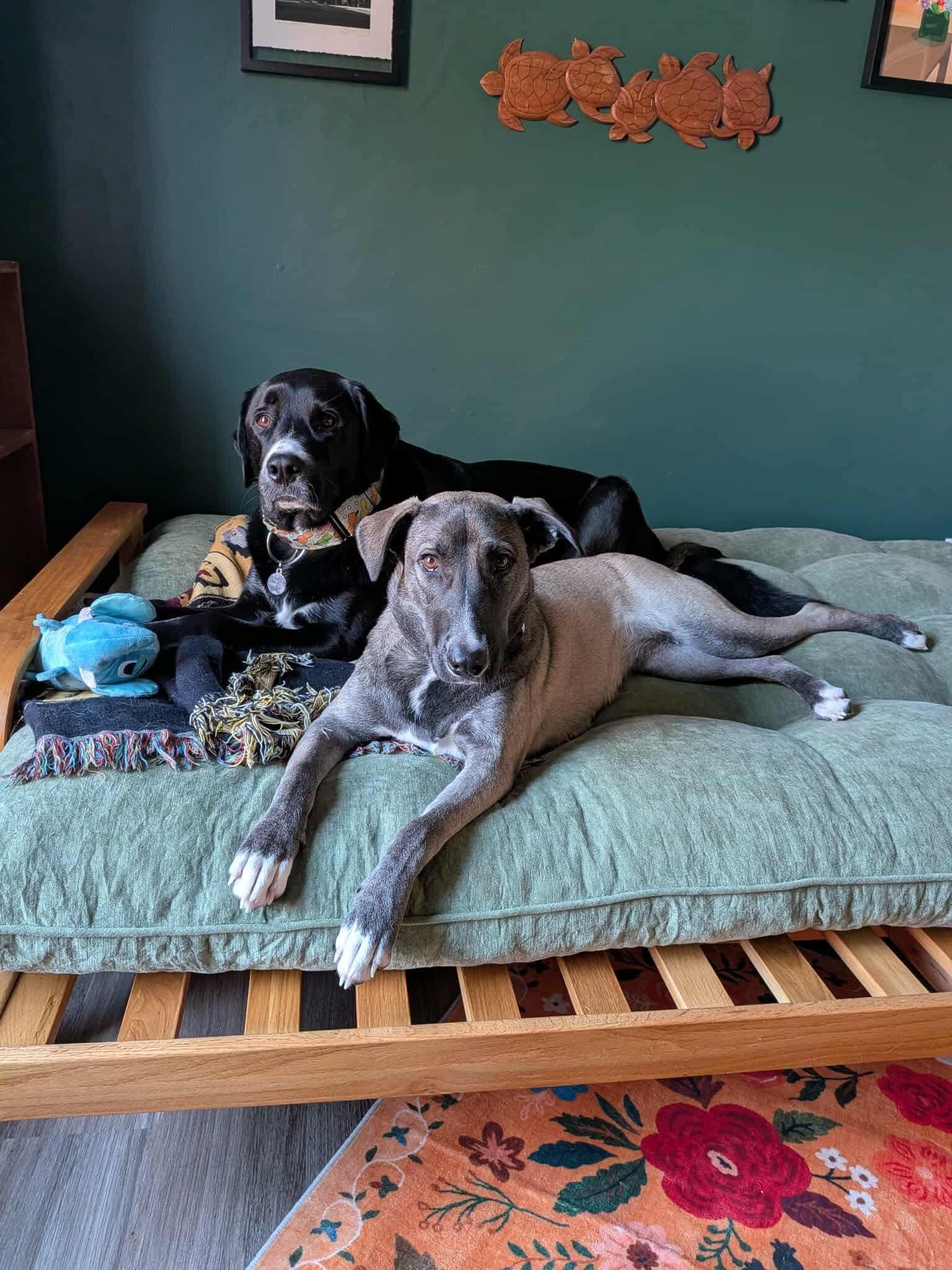 Sissy, Adoptable, Adult Female Pit Bull Terrier & Husky.