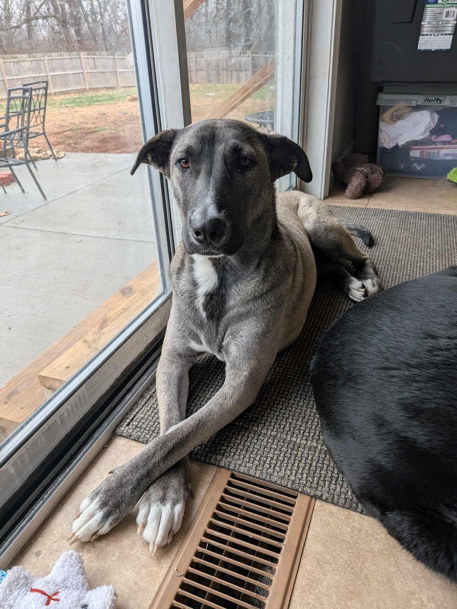 Enlarge Sissy, a Adoptable mixed breed in Kansas City, MO image 6/6