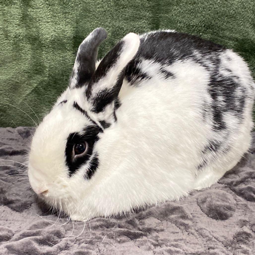 Sparkles, a Adoptable American in Puslinch, ON image 1/4