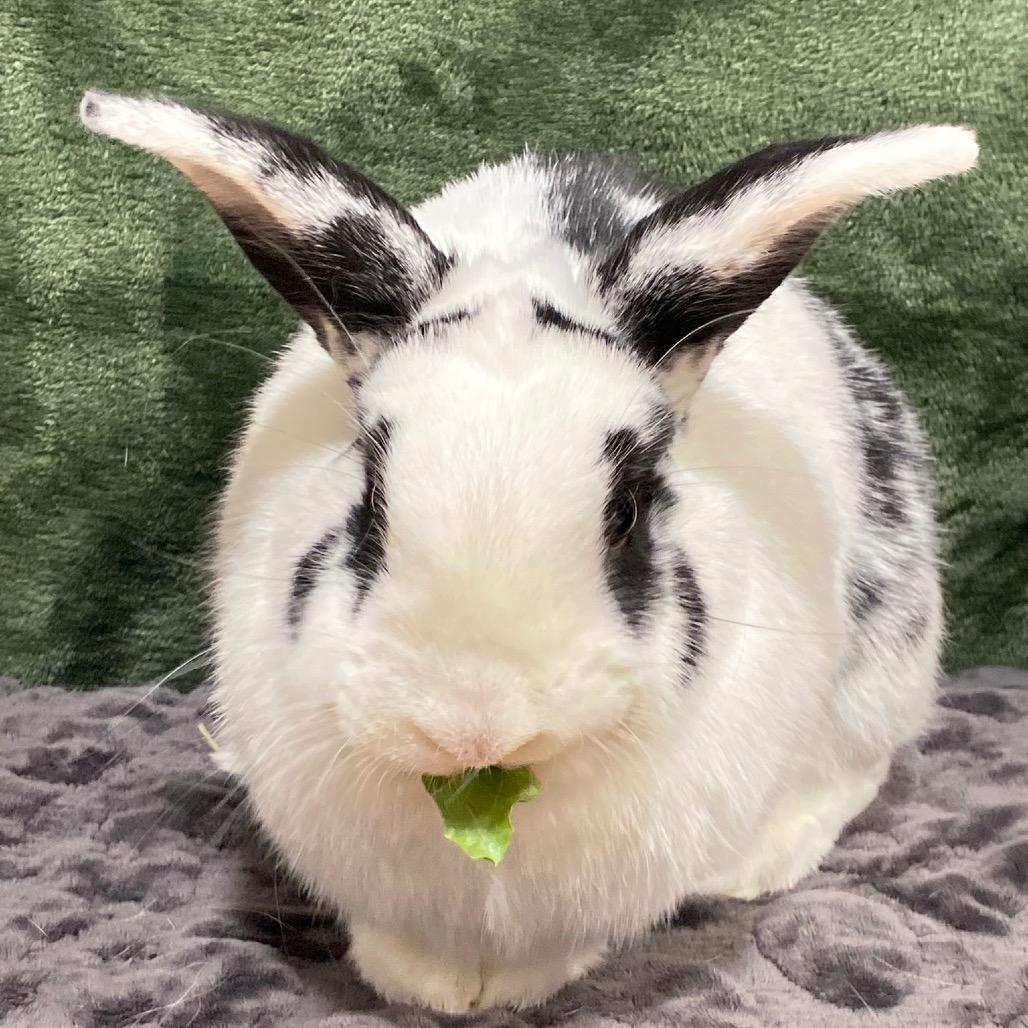 Sparkles, a Adoptable American in Puslinch, ON image 1/4