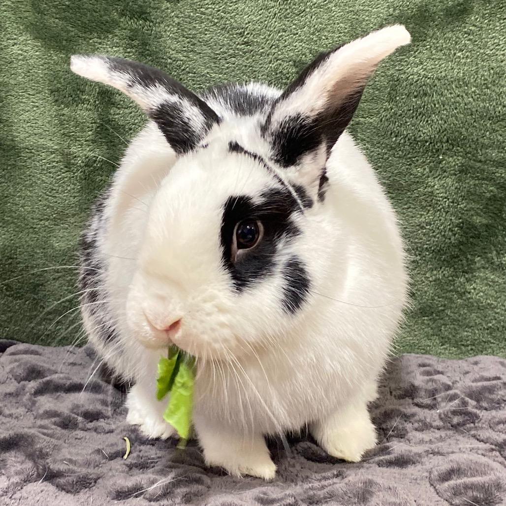 Sparkles, a Adoptable American in Puslinch, ON image 3/4