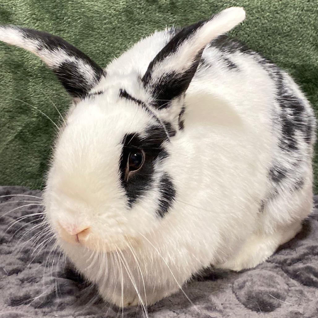 Sparkles, a Adoptable American in Puslinch, ON image 4/4