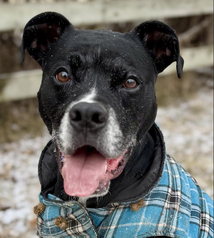 Rufus, Adult Male Boxer