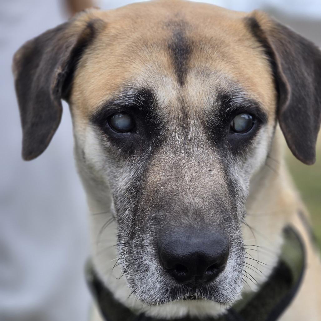 Enlarge Stevie Wonder, a Adoptable Shepherd in Shelby, NC image 3/6