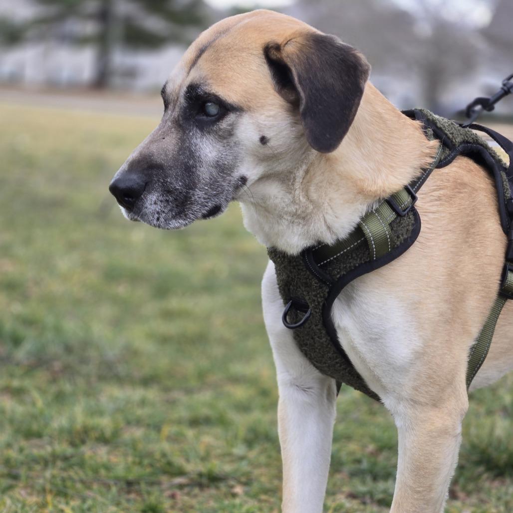 Enlarge Stevie Wonder, a Adoptable Shepherd in Shelby, NC image 4/6