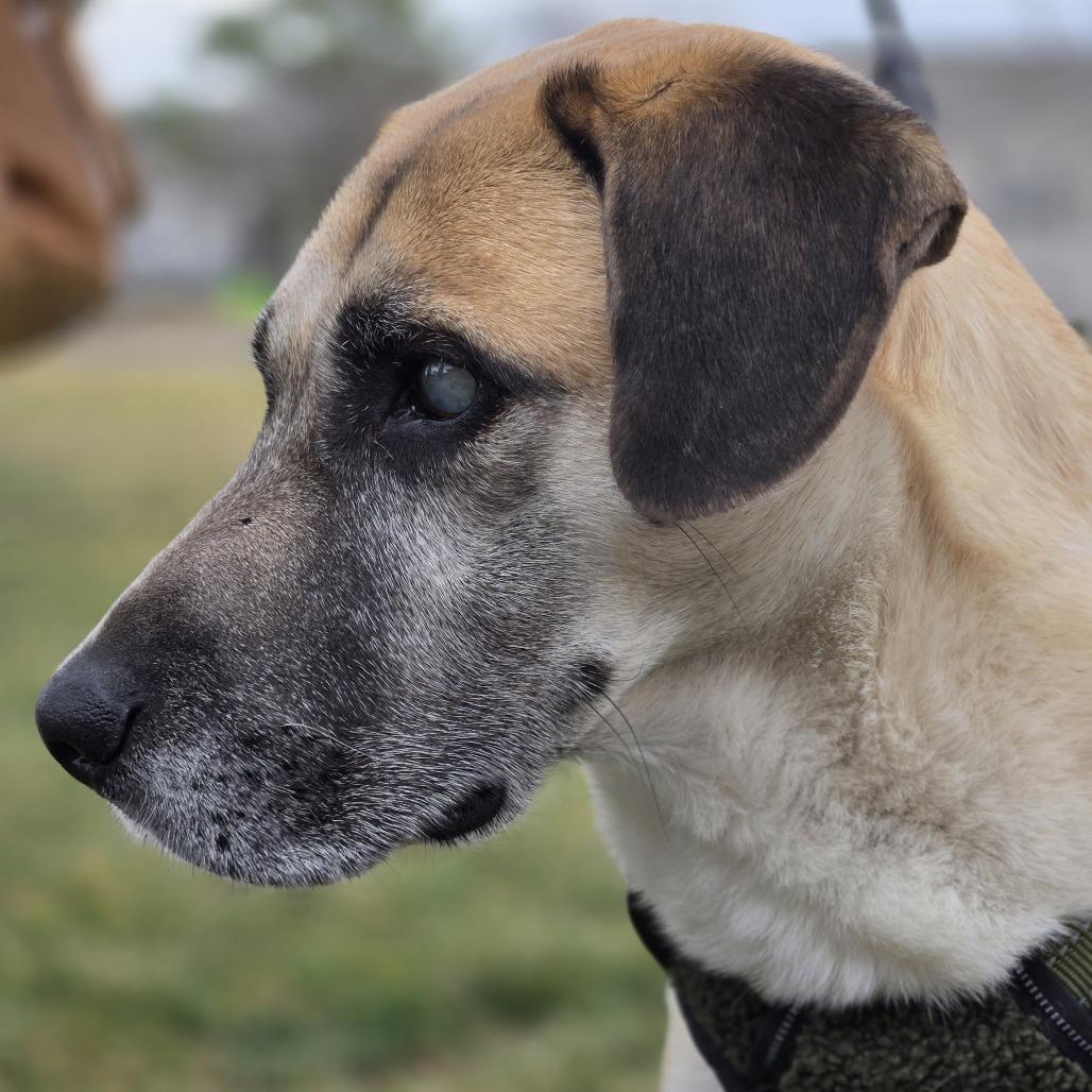 Enlarge Stevie Wonder, a Adoptable Shepherd in Shelby, NC image 5/6