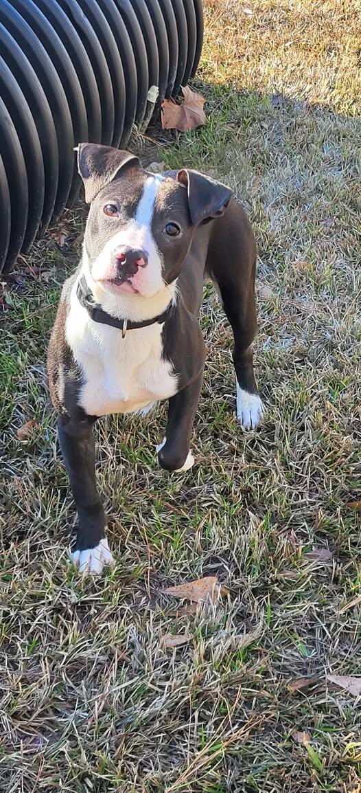 Enlarge Nina, a ADOPTABLE mixed breed in Marion, MS image 1/1