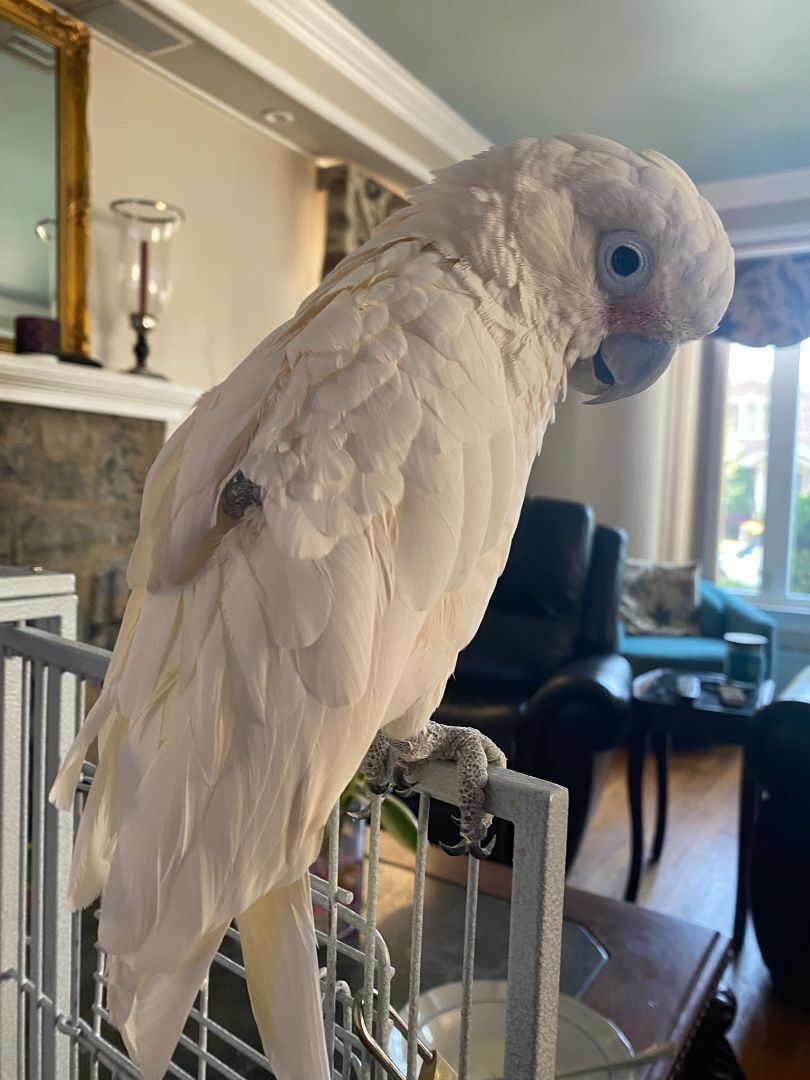 Parrot for adoption Fabio, a Cockatoo in North Babylon, NY Petfinder