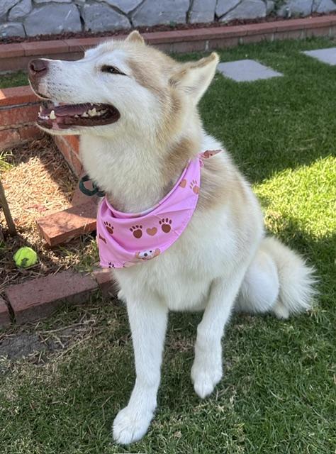 RILEY, a ADOPTABLE Siberian Husky in Bell Gardens, CA image 3/6