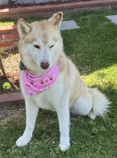 RILEY, a ADOPTABLE Siberian Husky in Bell Gardens, CA image 2/6