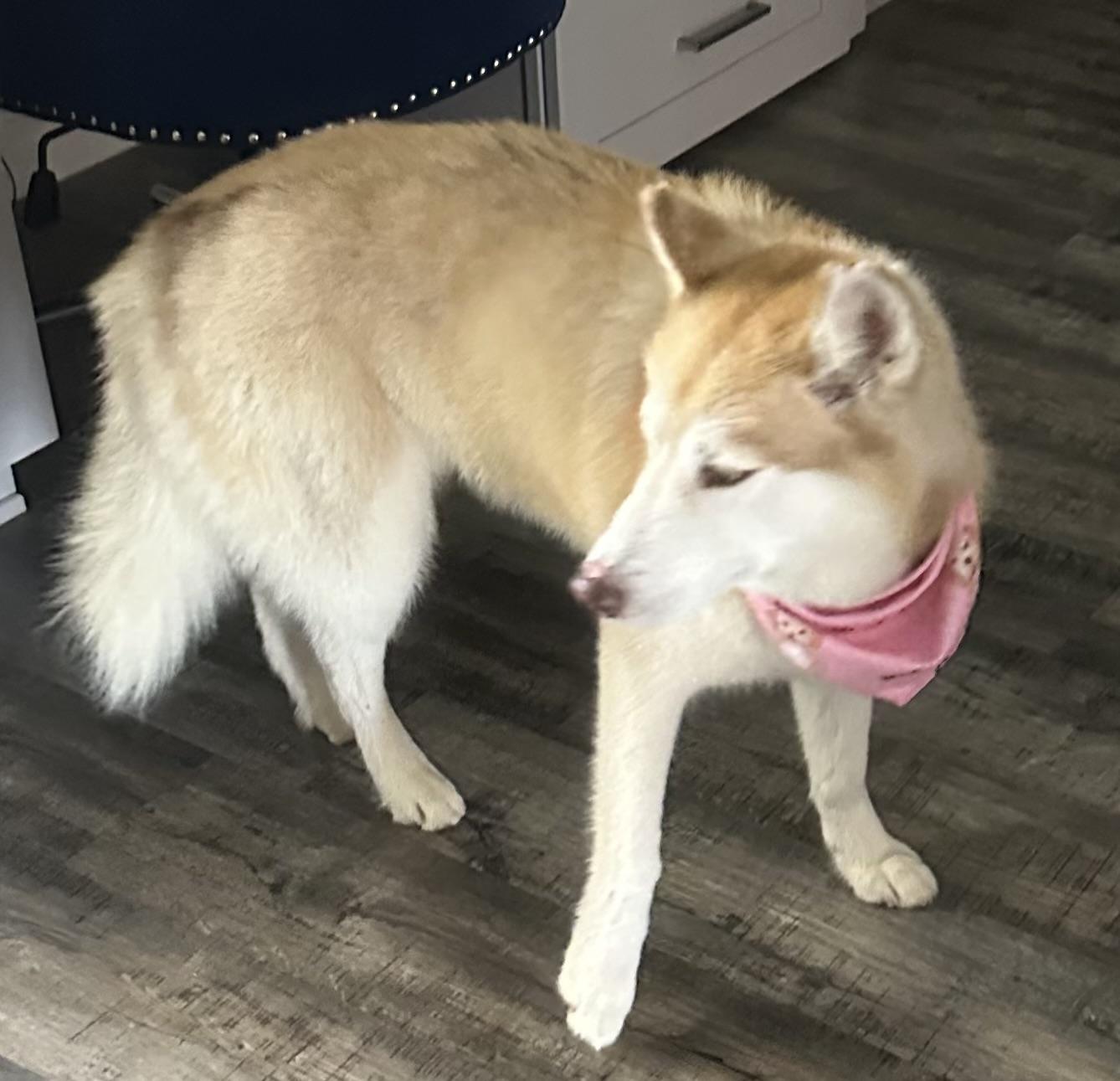 RILEY, a ADOPTABLE Siberian Husky in Bell Gardens, CA image 5/6