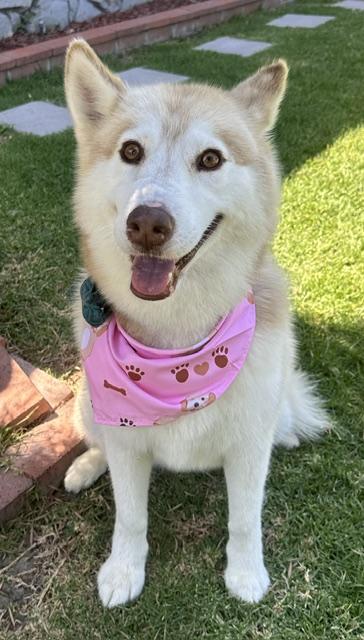 RILEY, a ADOPTABLE Siberian Husky in Bell Gardens, CA image 4/6